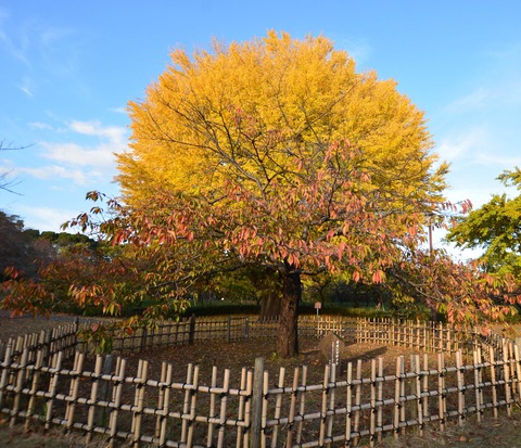 平塚公園５