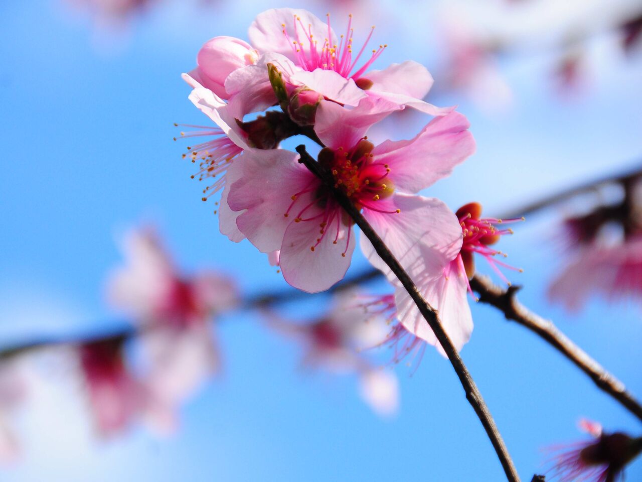 アーモンドの花を訪ねて 熊さんの写真館