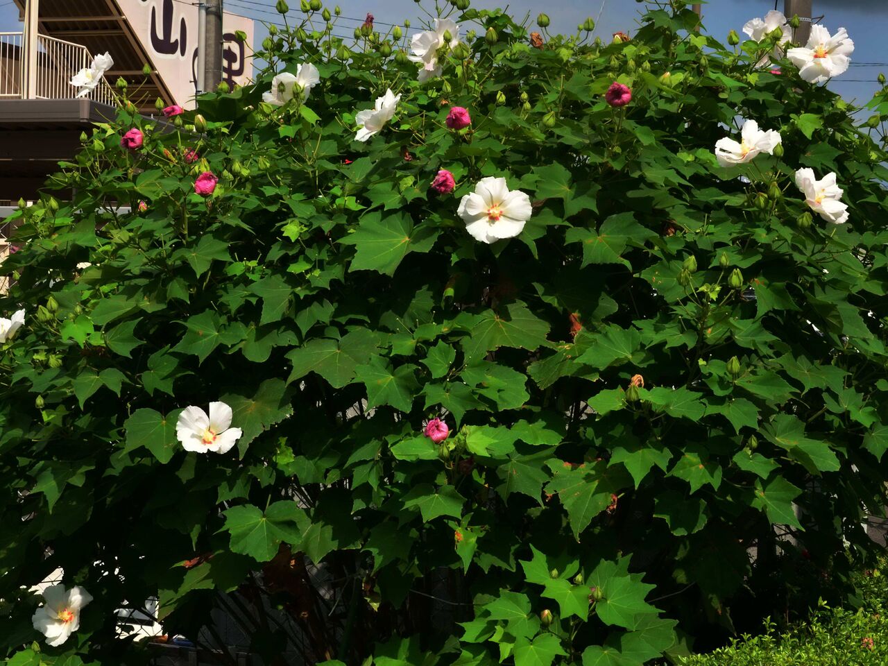 酔芙蓉花 一日の変化 熊さんの写真館 酔芙蓉花 一日の変化 熊さんの写真館