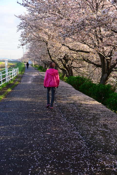 渋田川の土手