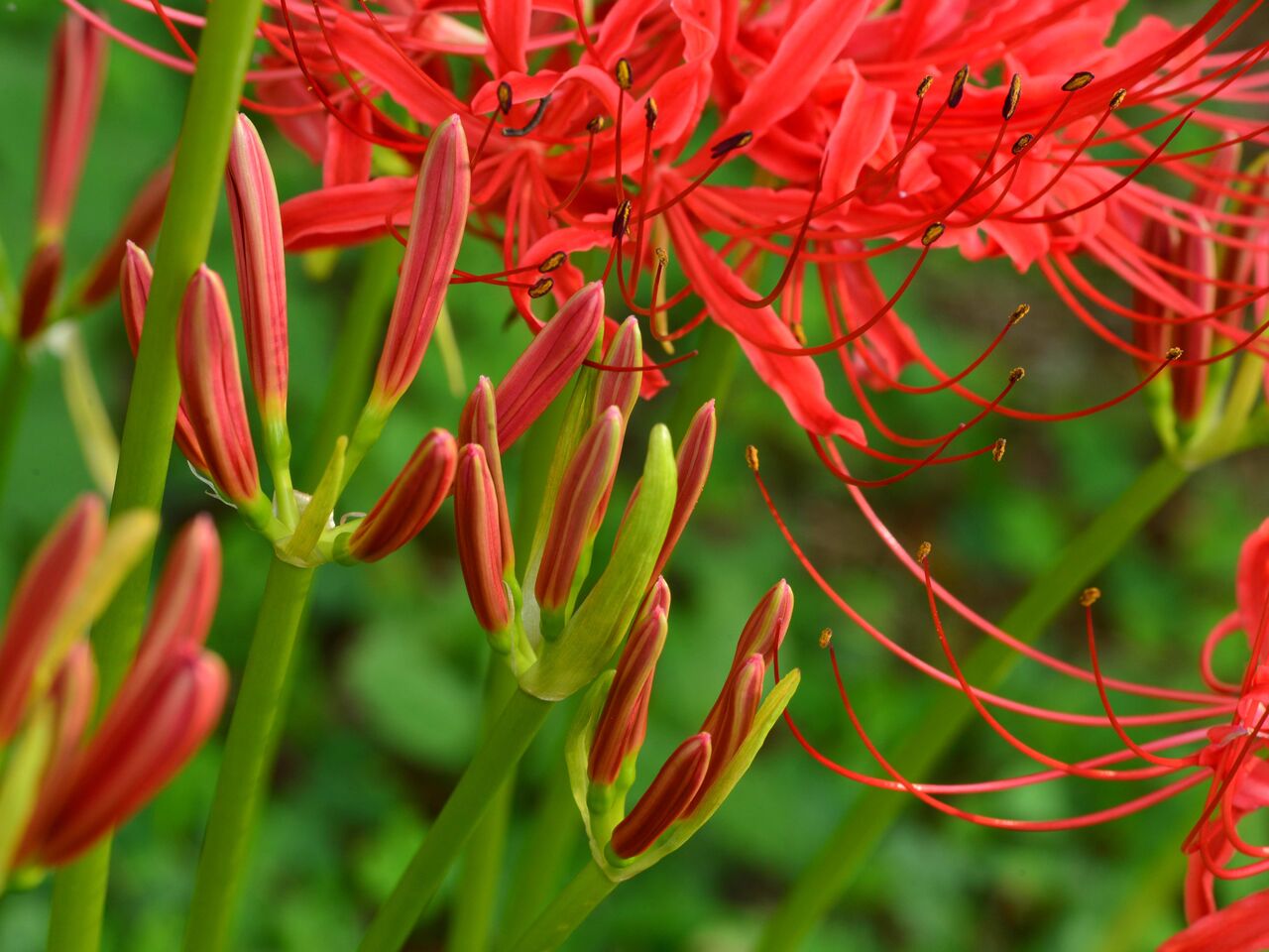 年09月 熊さんの写真館