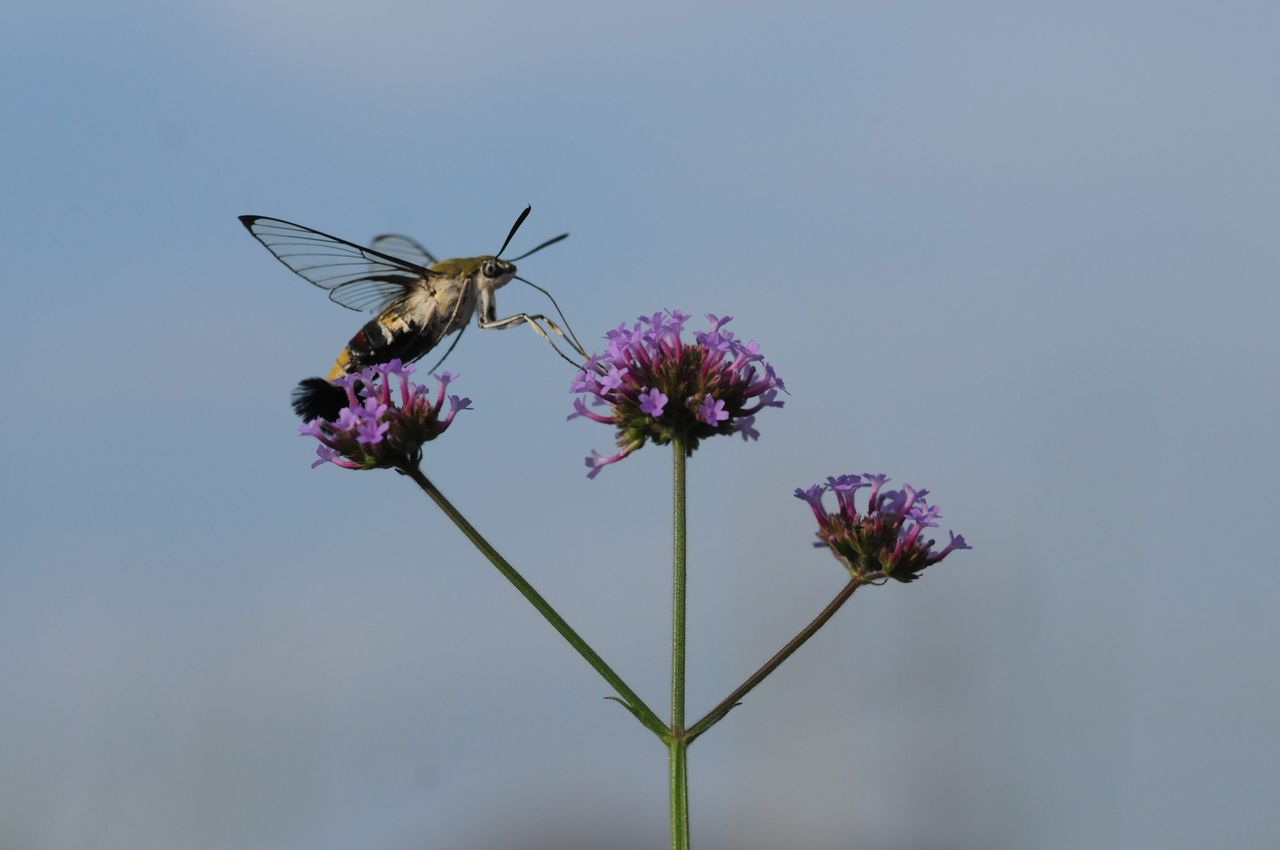 花と虫 熊さんの写真館