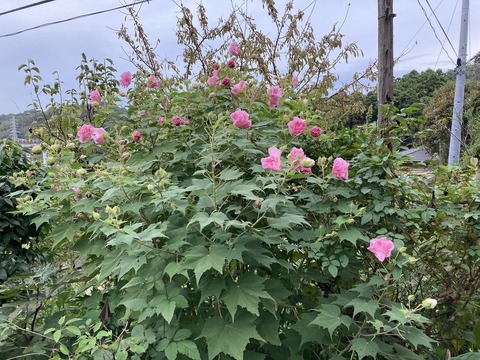 夕方は酔っ払いの世界