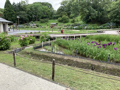 菖蒲園