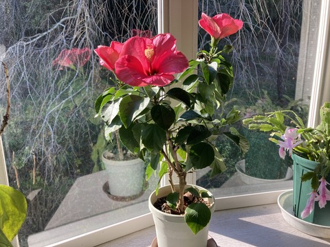 ３つ咲いたハイビスカス