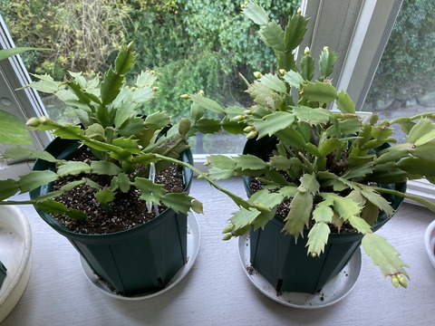 シャコバサボテンの花芽