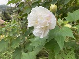 朝の酔芙蓉