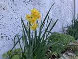 黄色い水仙