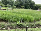 菖蒲の花がチラホラ