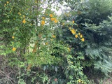 八重ヤマブキ