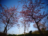 河津桜満開