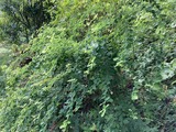 ダルマハギ