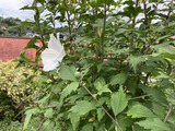 白のムクゲ