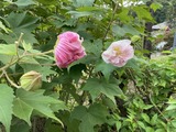 昨日の酔芙蓉と並んで