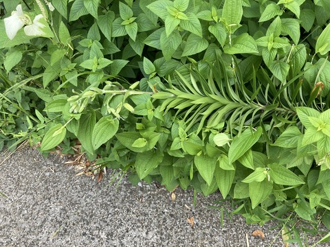 オニユリが倒れた