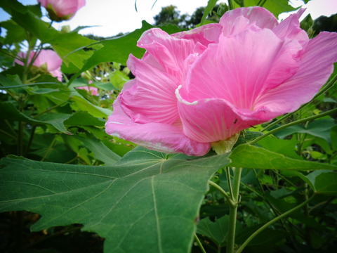 夕方の酔芙蓉