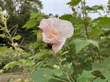 朝の酔芙蓉