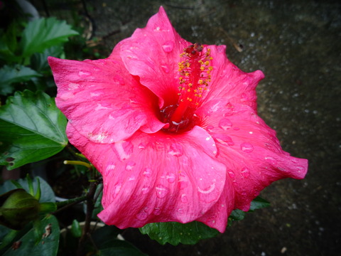ハイビスカスに雨