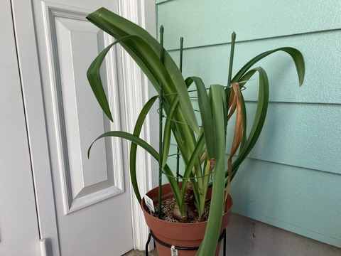 アマリリスが休眠期に