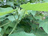 酔芙蓉