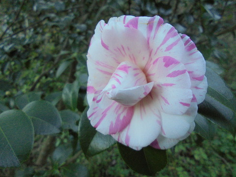 我が家の一番椿