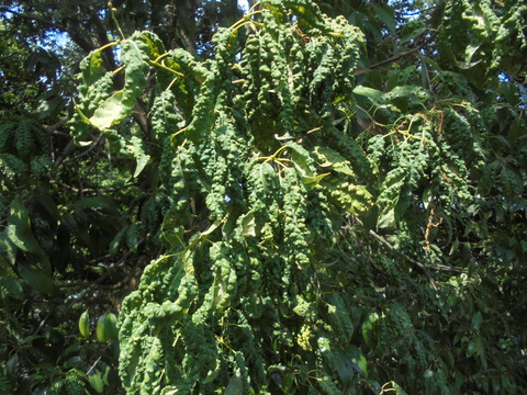 気持ちが悪い木