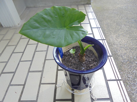 クワズイモ復活