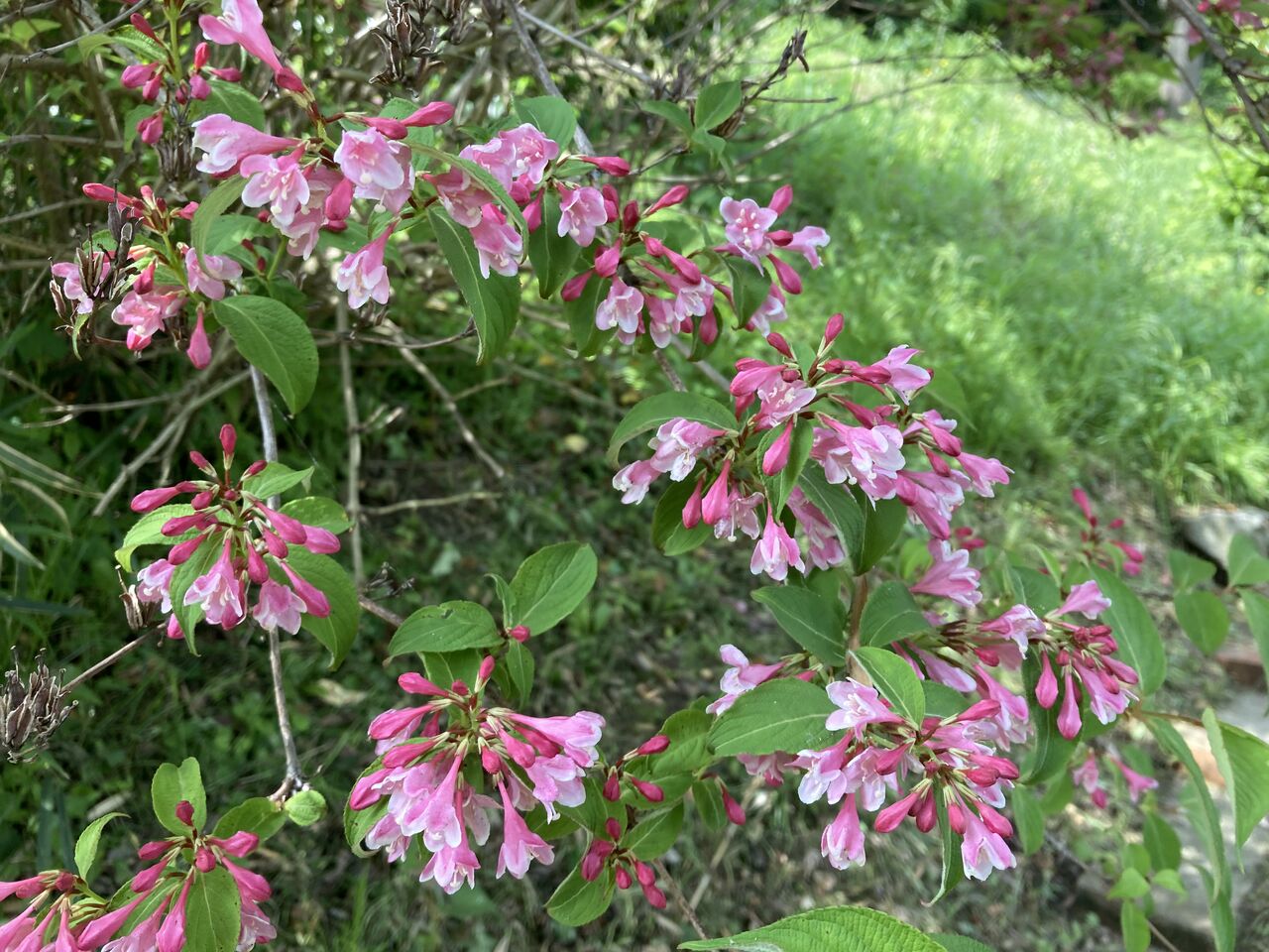 22年05月10日 やっちゃんの珈琲たいむ