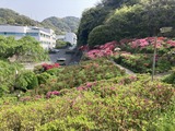 町役場のツツジ