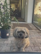 愛犬