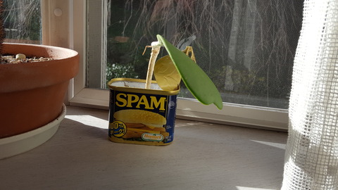 ホヤ・カーリー