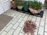 4鉢の下から枯葉が