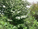 オオデマリが白く