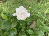 クチナシ