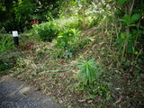 草刈り作業