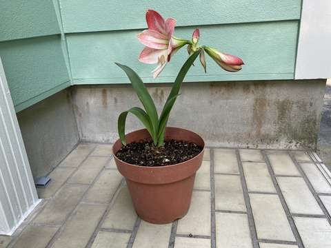 アマリリスをいただく
