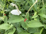 半夏生に目印