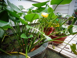 コウホネの花