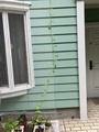 ゴーヤの蔓が伸びる