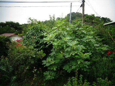 伸びすぎをカット