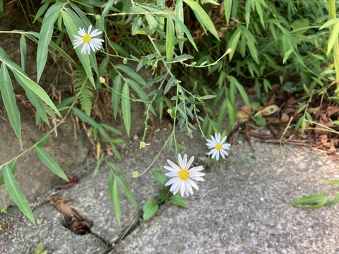 コヨメナ