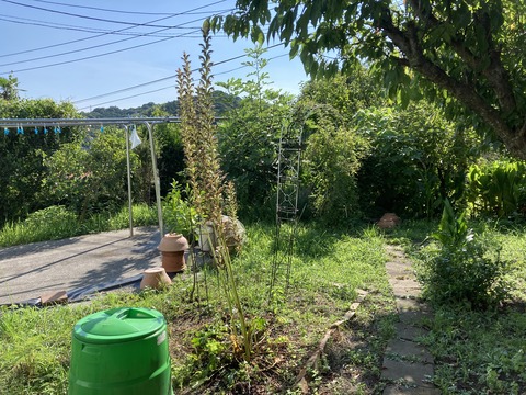 猛暑の中のアカンサス