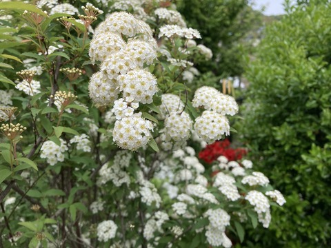 コデマリも満開
