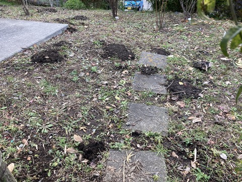 モグラのボタ山だらけ