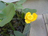 コウホネの花