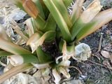 クワズイモの茎