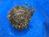 小鳥の巣を横から見た
