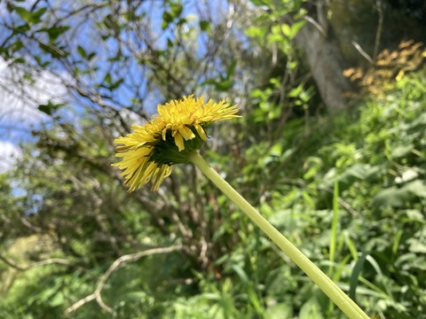 花の下が反り返っていない