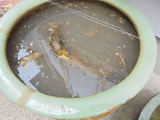 睡蓮甕