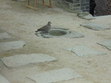 中庭の樋の水受けの水を飲む鳩